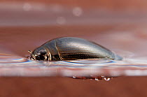 Whirligig beetle (Gyrinidae) swimming on the water surface, Europe, June, controlled conditions