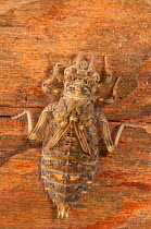 Clubtail dragonfly nymph (Gomphidae), crawling on sunken wood, Europe, May, controlled conditions