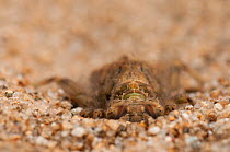 Clubtail dragonfly nymph (Gomphidae) burrowing itself into the sand, Europe, May, controlled conditions