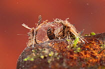 Net-spinning caddisfly larva (Trichoptera, Hydropsychidae) collecting organic debris from the trapping net of its shelter, Europe, May, controlled conditions