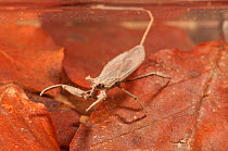 Water scorpion (Nepa cinerea) waiting for prey underwater while breathing atmospheric oxygen using its siphon, Europe, May, controlled conditions