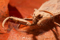 Water scorpion (Nepa cinerea) head and raptorial legs detail, Europe, May, controlled conditions