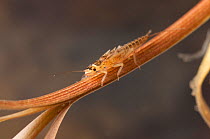 Stonefly nymph (Plecoptera) adhering to the stem of plant, Europe, May, controlled conditions