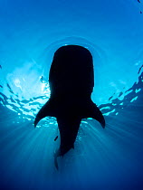 Whale shark (Rhincodon typus) silhouette, feeding on floating fish eggs (not visible) just below the surface in calm weather. Note the bow wave ahead of the shark. Isla Mujeres, Quintana Roo, Yucatan...
