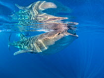 Whale shark (Rhincodon typus) feeding on fish eggs (visible as white blobs) at the surface in calm weather, with snorkeller behind. Isla Mujeres, Quintana Roo, Yucatan Peninsular, Mexico. Caribbean Se...