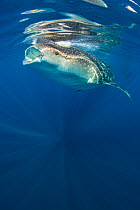 Whale shark (Rhincodon typus) feeding on fish eggs (visible as white blobs) at the surface in calm weather, with another whale behind. Isla Mujeres, Quintana Roo, Yucatan Peninsular, Mexico, Caribbean...