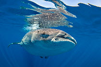 RF- Whale shark (Rhincodon typus) at the surface, Isla Mujeres, Quintana Roo, Yucatan Peninsular, Mexico, Caribbean Sea. Vulnerable species. (This image may be licensed either as rights managed or roy...