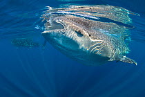 Whale sharks (Rhincodon typus) pair feeding at the surface, Isla Mujeres, Quintana Roo, Yucatan Peninsular, Mexico, Caribbean Sea.