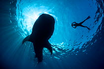 Whale shark (Rhincodon typus) silhouette of shark feeding on floating fish eggs (not visible) just below the surface in calm weather, with snorkeller taking photos nearby, Isla Mujeres, Quintana Roo,...