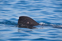 Whale shark (Rhincodon typus) spotted dorsal fin breaks the surface, Isla Mujeres, Quintana Roo, Yucatan Peninsular, Mexico. Caribbean Sea.