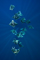 A school of lesser devil rays (Mobula hypostoma) flying through sunbeams as they feed. Isla Mujeres, Quintana Roo, Yucatan Peninsula, Mexico. Caribbean Sea.