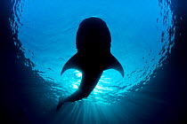 RF- Whale shark (Rhincodon typus) silhouette of shark feeding on floating fish eggs (not visible) just below the surface in calm weather. Isla Mujeres, Quintana Roo, Yucatan Peninsula, Mexico. Caribbe...