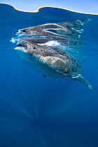 Whale shark (Rhincodon typus) feeding on fish eggs (not visible) just below the surface in calm weather. Isla Mujeres, Quintana Roo, Yucatan Peninsular, Mexico, Caribbean Sea.