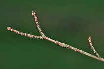 Field maple (Acer campestre) twig with buds in mid winter, Dorset, UK January