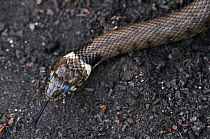 Grass snake (Natrix natrix) about to slough its skin, Dorset, UK May