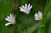 Greater stitchwort (Stellaria holostea) flowers in country hedgebank, Dorset, UK May