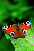 Peacock butterfly (Inachis io) newly emerged at rest on dock leaf, Dorset, UK August