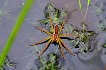 Raft / swamp spider (Dolomedes fimbriatus) on heathland pond, Arne, Dorset, UK