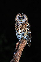 Tawny owl (Strix aluco) perched on dead branch at night, Dorset, UK August