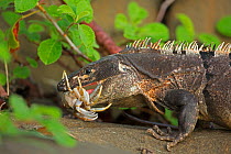 Black tailed spiny iguana ( Ctenosaura similis) swallowing crab, Murcielago Island, Santa Rosa National Park, Costa Rica. Sequence 1 of 6