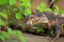 Black tailed spiny iguana ( Ctenosaura similis) swallowing crab, Murcielago Island, Santa Rosa National Park, Costa Rica. Sequence 2 of 6