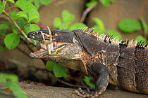 Black tailed spiny iguana ( Ctenosaura similis) swallowing crab, Murcielago Island, Santa Rosa National Park, Costa Rica. Sequence 3 of 6