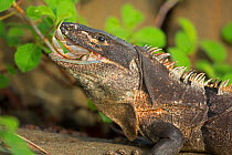 Black tailed spiny iguana ( Ctenosaura similis) swallowing crab, Murcielago Island, Santa Rosa National Park, Costa Rica. Sequence 4 of 6