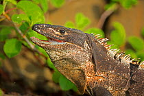 Black tailed spiny iguana ( Ctenosaura similis) swallowing crab, Murcielago Island, Santa Rosa National Park, Costa Rica. Sequence 5 of 6