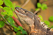 Black tailed spiny iguana ( Ctenosaura similis) swallowing crab, Murcielago Island, Santa Rosa National Park, Costa Rica. Sequence 6 of 6