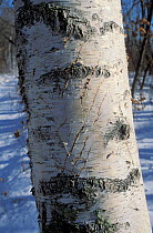 Scratch marks from claws of a tiger left on  birch tree trunk. Lazovskiy zapovednik, Primorskiy krai,  Far East, Russia. February 1995. Endangered species.