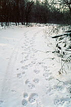 Tracks of a Siberian tiger (Panthera tigris altaica) on a road where a male and a female with two cubs have passed. Lazovskiy zapovednik, Primorskiy krai,  Far East Russia. November 1993 when populati...