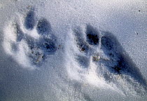 Tracks of a siberian tiger (Panthera tigris altaica) on fresh snow. Lazovskiy zapovednik, Primorskiy krai,  Far East Russia.
