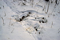 Tracks of a Siberian Tiger (Panthera tigris altaica) in the fresh snow. Lazovskiy zapovednik, Primorskiy krai,  Far East Russia. November 2001.