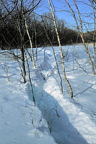 Track left by Siberian tiger (Panthera tigris altacia in very deep snow. Height of snow about one metre. Lazovskiy zapovednik, Primorskiy krai, Far East Russia. February 1993