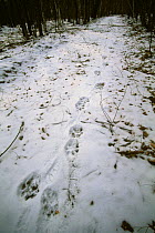 Tracks of a Siberian tiger (Panthera tigris altaica) on fresh snow. Lazovskiy zapovednik, Primorskiy krai, Far East Russia. November 2004 Endangered species.