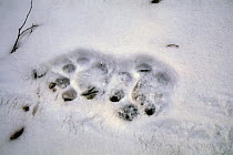 Footprint of a Siberian tiger (Panthera tigris altaica) on fresh snow. Lazovskiy zapovednik, Primorskiy krai,  Far East Russia. November 2004