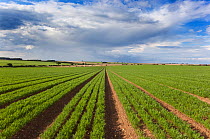 Carrot rows in agricultural field, West Norfolk, UK, July