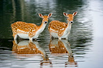 Fallow deer (Cervus dama) two female does bathing in lake, Norfolk, UK July