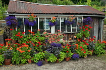 Garden potting shed with hanging baskets with geraniums, Norfolk, UK August