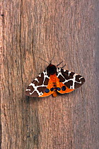 Garden Tiger moth (Arctica caja) resting on garden fence post, Norfolk, UK August