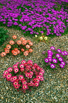 Gazanias (Gazania sp) mixed varieties flowering in dry gravel garden, Norfolk, UK July