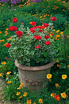 Geraniums (Geranium genus) flowering container in garden, Norfolk, UK July