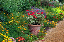 Geraniums (Geranium genus) flowering container in garden in flowering border, Norfolk, UK July