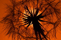 Goat's beard (Tragopogon pratensis) low angle view of seedhead silhouetted at dawn, Norfolk, UK July
