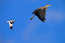 Grey heron (Ardea cinerea) being mobbed by Avocet (Recurvirostra avosetta) in flight, Norfolk, UK May