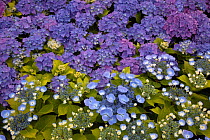 Cultivated Hydrangeas (Hydrangea genus) blue mophead and lacecap cultivars flowering in garden nursery, Norfolk, UK June