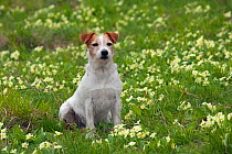Jack Russell Terrier sitting portrait, UK