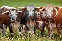 Long Horn cattle in meadow, Norfolk, UK July