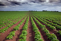 Potato crop growing in rows, Norfolk, UK June