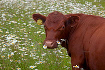 Redpoll cattle in meadow full of flowers, Norfolk, UK
